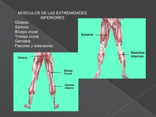      MÚSCULOS DE LA CABEZAMaceteros