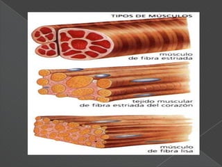El músculo estriado es aquél que se relaciona con el esqueleto y el movimiento. El tejido muscular estriado, junto con el tejido muscular liso, permanece libre de infecciones debido a su abundante riego sanguíneo. La mayoría de los problemas musculares se deben al esfuerzo excesivo y a la sobrecarga, más que a las infecciones.
