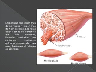 El músculo cardiaco es el único músculo que se encuentra sólo en el corazón. Como requiere un aporte constante de oxígeno, el músculo cardiaco muere muy deprisa si se obstruyen las arterias que conducen al corazón. Los ataques cardiacos se producen por los daños que causa un aporte de sangre insuficiente al músculo cardiaco.