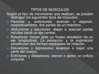 Son células que tienen más de un núcleo y miden más de 1 cm de largo. Las fibras están hechas de filamentos aún más pequeños, llamados miofibrillas que contienen sustancias químicas que pasa de una a otra y hacen que el músculo se contraiga.