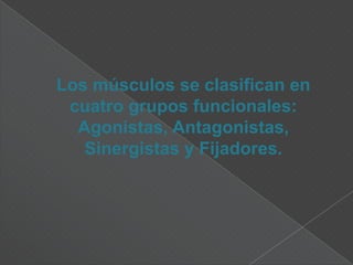 TIPOS DE MÚSCULOSSegún el tipo de movimiento que realizan, se pueden distinguir los siguientes tipos de músculos:Flexores y extensores: acercan o separan, respectivamente, dos partes de un miembro.
