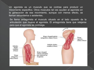 Abductores y aductores: alejan o acercan partes móviles hacia un eje central.