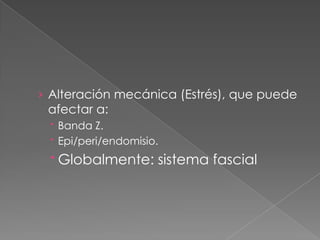 › Alteración mecánica (Estrés), que puede
afectar a:
 Banda Z.
 Epi/peri/endomisio.
 Globalmente: sistema fascial
 
