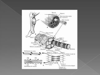 acerca de lesiones y dolor muscular 