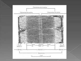 acerca de lesiones y dolor muscular 