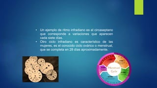 Ritmos biologicos PPT