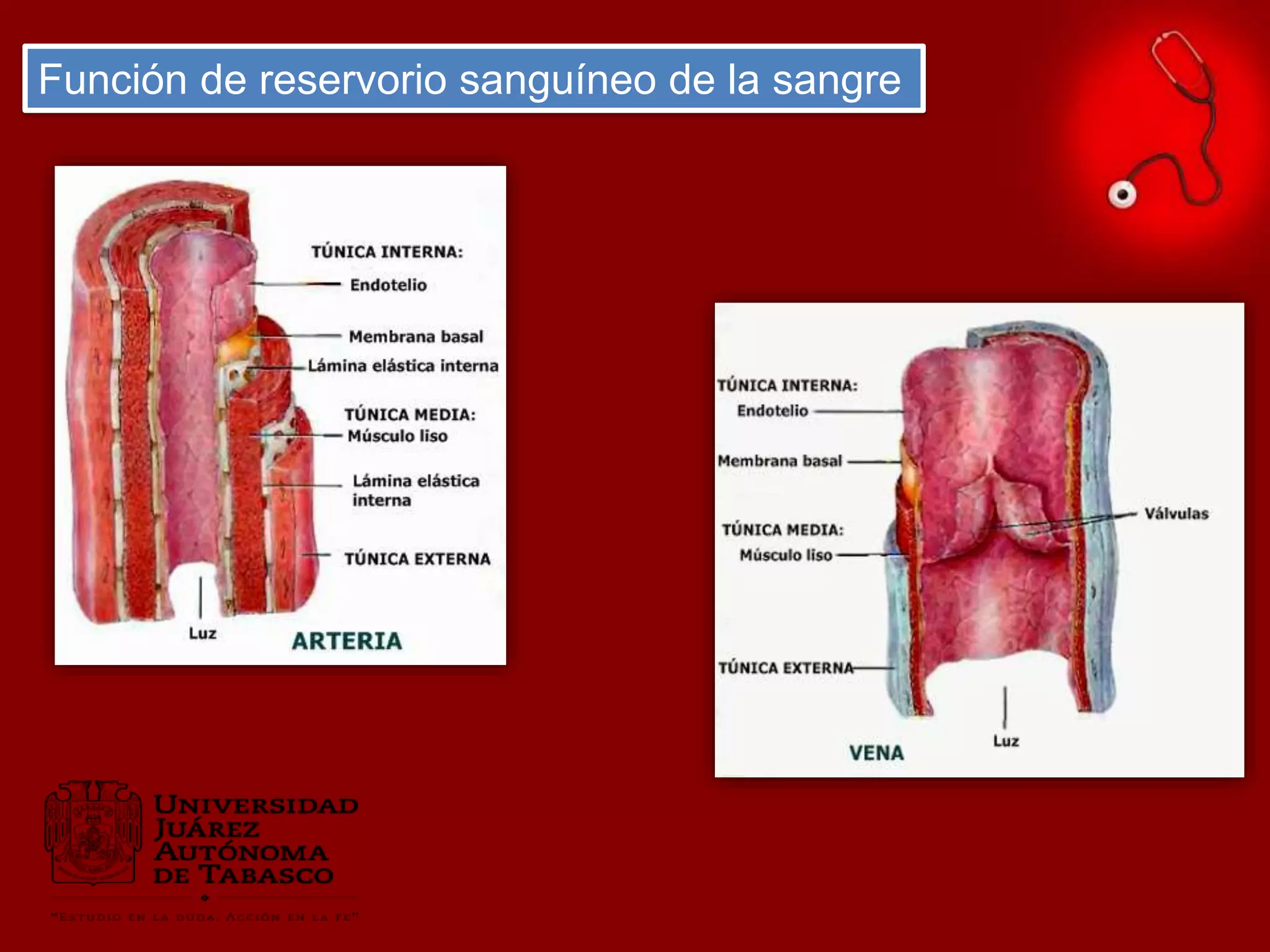 Funcion del reservorio sanguineo en la sangre