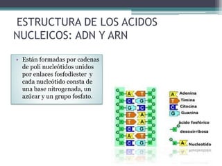 ESTRUCTURA DE LOS ACIDOS 
NUCLEICOS: ADN Y ARN 
• Están formadas por cadenas 
de poli nucleótidos unidos 
por enlaces fosfodiester y 
cada nucleótido consta de 
una base nitrogenada, un 
azúcar y un grupo fosfato. 
 