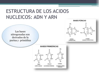 ESTRUCTURA DE LOS ACIDOS 
NUCLEICOS: ADN Y ARN 
Las bases 
nitrogenadas son 
derivados de la 
purina y primidina 
 