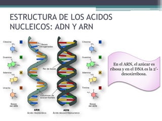 ESTRUCTURA DE LOS ACIDOS 
NUCLEICOS: ADN Y ARN 
En el ARN, el azúcar es 
ribosa y en el DNA es la 2’- 
desoxirribosa. 
 