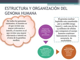 ESTRUCTURA Y ORGANIZACIÓN DEL 
GENOMA HUMANA 
De todos los genomas 
existentes, el nuestro es 
el que reviste una 
mayor relevancia e 
interés, el nuestro es el 
que reviste una mayor 
relevancia e interés en 
el área de la genética 
medica. 
El genoma 
humano esta 
compuesto por 
dos 
genomanas: 
Genoma 
Nuclear complejo 
que constituye el 
99.9995% de la 
información 
genética total. 
El genoma nuclear 
haploide esta constituido 
por 3 200Mb (mega 
bases) y cada una de los 
13 millones de células 
que componen el cuerpo 
humano contienes 
básicamente la misma 
secuencia de 
nucleótidos. 
Genoma 
Mitocondrial 
simple que 
aporta el 
0.0005% 
restante. 
 