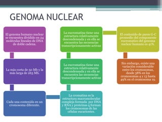 GENOMA NUCLEAR 
El genoma humano nuclear 
se encuentra dividido en 24 
moléculas lineales de DNA 
de doble cadena. 
La más corta de 50 Mb y la 
más larga de 263 Mb. 
Cada una contenida en un 
cromosoma diferente. 
La eucromatina tiene una 
estructura relativamente 
descondensada y en ella se 
encuentra las secuencias 
transcripcionamente activas 
La eucromatina tiene una 
estructura relativamente 
descondensada y en ella se 
encuentra las secuencias 
transcripcionamente activas 
La cromatina es la 
estructura macromolecular 
compleja formada por DNA 
y RNA y proteínas q forman 
los cromosomas de las 
células eucariontes. 
El contenido de pares G-C 
promedio del componente 
eucromatico del genoma 
nuclear humano es 41%. 
Sin embargo, existe una 
variación considerable 
entre los cromosomas, 
desde 38% en los 
cromosomas 4 y 13 hasta 
49% en el cromosoma 19. 
 