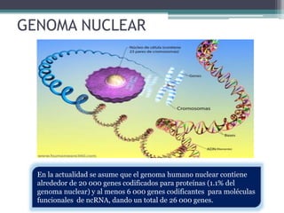 GENOMA NUCLEAR 
En la actualidad se asume que el genoma humano nuclear contiene 
alrededor de 20 000 genes codificados para proteínas (1.1% del 
genoma nuclear) y al menos 6 000 genes codificantes para moléculas 
funcionales de ncRNA, dando un total de 26 000 genes. 
 