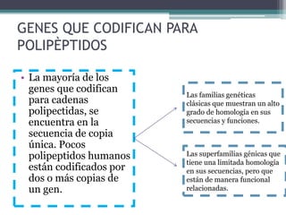 GENES QUE CODIFICAN PARA 
POLIPÈPTIDOS 
• La mayoría de los 
genes que codifican 
para cadenas 
polipectidas, se 
encuentra en la 
secuencia de copia 
única. Pocos 
polipeptidos humanos 
están codificados por 
dos o más copias de 
un gen. 
Las familias genéticas 
clásicas que muestran un alto 
grado de homología en sus 
secuencias y funciones. 
Las superfamilias génicas que 
tiene una limitada homología 
en sus secuencias, pero que 
están de manera funcional 
relacionadas. 
 