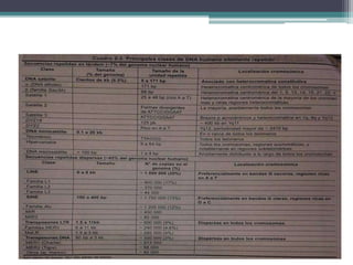 DNA no codificante altamente repetido 
 