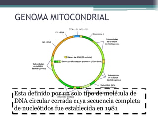 GENOMA MITOCONDRIAL 
Esta definido por un solo tipo de molécula de 
DNA circular cerrada cuya secuencia completa 
de nucleótidos fue establecida en 1981 
 