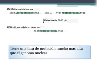 Tiene una tasa de mutación mucho mas alta 
que el genoma nuclear 
 