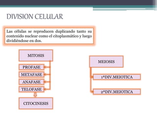 DIVISION CELULAR 
MEIOSIS 
1ªDIV.MEIOTICA 
2ªDIV.MEIOTICA 
Las células se reproducen duplicando tanto su 
contenido nuclear como el citoplasmático y luego 
dividiéndose en dos. 
MITOSIS 
PROFASE 
METAFASE 
ANAFASE 
TELOFASE 
CITOCINESIS 
 