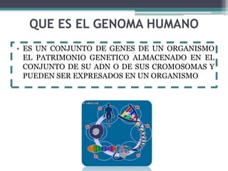 QUE ES EL GENOMA HUMANO 
• ES UN CONJUNTO DE GENES DE UN ORGANISMO 
EL PATRIMONIO GENETICO ALMACENADO EN EL 
CONJUNTO DE SU ADN O DE SUS CROMOSOMAS Y 
PUEDEN SER EXPRESADOS EN UN ORGANISMO 
 