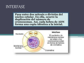 INTERFASE 
Pasa entre dos mitosis o división del 
núcleo celular. En ella, ocurre la 
duplicación del número de 
cromosomas. Así, cada hebra de ADN 
forma una copia idéntica a la inicial. 
 