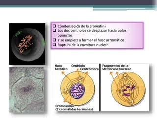 PROFASE 
 Condensación de la cromatina 
 Los dos centriolos se desplazan hacia polos 
opuestos 
 Y se empieza a formar el huso acromático 
 Ruptura de la envoltura nuclear. 
 