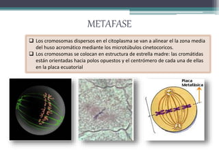 METAFASE 
 Los cromosomas dispersos en el citoplasma se van a alinear el la zona media 
del huso acromático mediante los microtúbulos cinetocoricos. 
 Los cromosomas se colocan en estructura de estrella madre: las cromátidas 
están orientadas hacia polos opuestos y el centrómero de cada una de ellas 
en la placa ecuatorial 
 