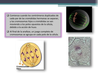  Comienza cuando los centrómeros duplicados de 
ANAFASE 
cada par de las cromátidas hermanas se separan, 
y los cromosomas hijos o cromátidas se van 
moviendo a los polos opuestos de la célula, 
debido a la acción de huso. 
 Al final de la anafase, un juego completo de 
cromosomas se agrupa en cada polo de la célula. 
 