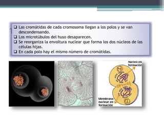  Las cromátidas de cada cromosoma llegan a los polos y se van 
TELOFASE 
descondensando. 
 Los microtúbulos del huso desaparecen. 
 Se reorganiza la envoltura nuclear que forma los dos núcleos de las 
células hijas. 
 En cada polo hay el mismo número de cromátidas. 
 