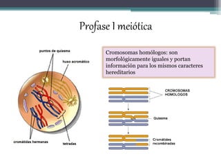 Profase I meiótica 
Cromosomas homólogos: son 
morfológicamente iguales y portan 
información para los mismos caracteres 
hereditarios 
 