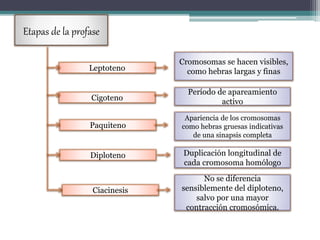 Etapas de la profase 
Leptoteno 
Cigoteno 
Paquiteno 
Diploteno 
Ciacinesis 
Cromosomas se hacen visibles, 
como hebras largas y finas 
Período de apareamiento 
activo 
Apariencia de los cromosomas 
como hebras gruesas indicativas 
de una sinapsis completa 
Duplicación longitudinal de 
cada cromosoma homólogo 
No se diferencia 
sensiblemente del diploteno, 
salvo por una mayor 
contracción cromosómica. 
 
