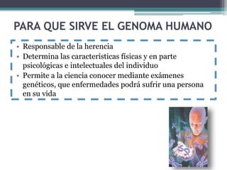 PARA QUE SIRVE EL GENOMA HUMANO 
• Responsable de la herencia 
• Determina las características físicas y en parte 
psicológicas e intelectuales del individuo 
• Permite a la ciencia conocer mediante exámenes 
genéticos, que enfermedades podrá sufrir una persona 
en su vida 
 