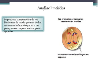 Anafase I meiótica 
Se produce la separación de los 
bivalentes de modo que uno de los 
cromosomas homólogos va a un 
polo y su correspondiente al polo 
opuesto. 
 