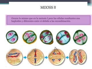 MEIOSIS II 
Ocurre lo mismo que en la meiosis I pero las células resultantes son 
haploides y diferentes entre sí debido a las recombinación. 
 