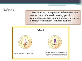 Profase ii 
Se caracteriza por la presencia de cromosomas 
compactos en número haploide y por el 
rompimiento de la membrana nuclear, mientras 
aparecen nuevamente las fibras del huso. 
 