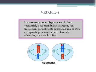 METAFase ii 
Los cromosomas se disponen en el plano 
ecuatorial, Y las cromátidas aparecen, con 
frecuencia, parcialmente separadas una de otra 
en lugar de permanecer perfectamente 
adosadas, como en la mitosis. 
 