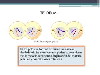 TELOFase ii 
En los polos, se forman de nuevo los núcleos 
alrededor de los cromosomas, podemos considerar 
que la meiosis supone una duplicación del material 
genético y dos divisiones celulares. 
 