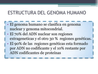 ESTRUCTURA DEL GENOMA HUMANO 
• El genoma humano se clasifica en genoma 
nuclear y genoma mitocondrial. 
• El 70% del ADN nuclear son regiones 
extrageneticas y el otro 30 % regiones genéticas. 
• El 90% de las regiones genéticas esta formado 
por ADN no codificante y el 10% restante por 
ADN codificantes de proteínas 
 
