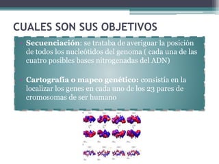 CUALES SON SUS OBJETIVOS 
• Secuenciación: se trataba de averiguar la posición 
de todos los nucleótidos del genoma ( cada una de las 
cuatro posibles bases nitrogenadas del ADN) 
• Cartografía o mapeo genético: consistía en la 
localizar los genes en cada uno de los 23 pares de 
cromosomas de ser humano 
 
