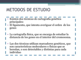 METODOS DE ESTUDIO 
• Existen dos técnicas de cartografía genética 
principales: 
• El ligamento, que intenta averiguar el orden de los 
genes 
• La cartografía física, que se encarga de estudiar la 
distancia de los genes en el interior del cromosoma. 
• Las dos técnicas utilizan marcadores genéticos, que 
son características moleculares o físicas que se 
heredan, o son detectables y distintas para cada 
individuo 
 