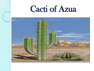 Cacti of Azua
 