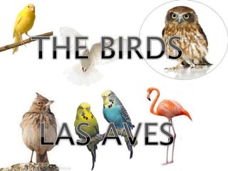  the birds las aves ingles con imagen