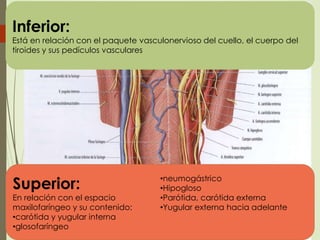 La Faringe: Embriologia ,Anatomia y Fisiologia (Otorrinolaringologia )