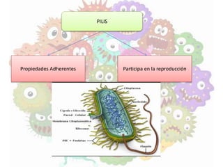 PILIS
Propiedades Adherentes Participa en la reproducción
 