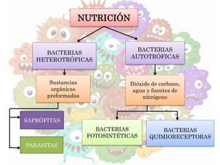 NUTRICIÓN
BACTERIAS
HETEROTRÓFICAS
BACTERIAS
AUTOTRÓFICAS
SAPRÓFITAS
PARASITAS
Dióxido de carbono,
agua y fuentes de
nitrógeno
BACTERIAS
QUIMIORECEPTORAS
BACTERIAS
FOTOSINTÉTICAS
Sustancias
orgánicas
preformadas
 