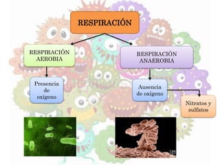 RESPIRACIÓN
RESPIRACIÓN
ANAEROBIA
RESPIRACIÓN
AEROBIA
Presencia
de
oxígeno
Ausencia
de oxígeno
Nitratos y
sulfatos
 