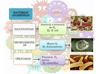 BACTERIAS
ANAERÓBIAS
FACULTATIVAS
MICROAEROFIL
AS
OBLIGADAS
Menor O2
Ej. Actinomicetos
Ausencia o presencia
de O2.
Ej. E. coli
Presencia O2
nociva.
Ej. clostridios
 