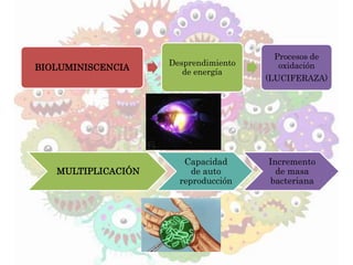 BIOLUMINISCENCIA
Desprendimiento
de energía
Procesos de
oxidación
(LUCIFERAZA)
MULTIPLICACIÓN
Capacidad
de auto
reproducción
Incremento
de masa
bacteriana
 