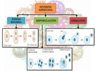 DIVISIÓN
ASEXUADA
ESPORULACIÓN GEMACIÓN
FISIÓN
BINARIA
 