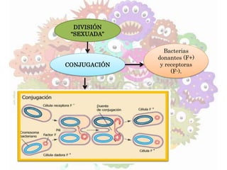 DIVISIÓN
“SEXUADA”
CONJUGACIÓN
Bacterias
donantes (F+)
y receptoras
(F-).
 