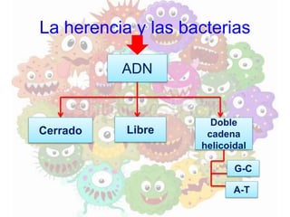 La herencia y las bacterias
ADN
Cerrado Libre
Doble
cadena
helicoidal
G-C
A-T
 